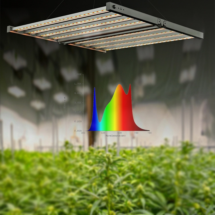 800 W Cannabis wachsende Zimmerpflanzen LED Grow Light