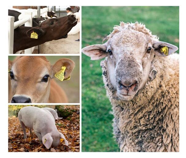RFID-Tags für Rinder