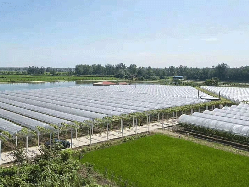 Landwirtschaftliches Gewächshaus mit verzinktem Stahlrahmen für Gemüse