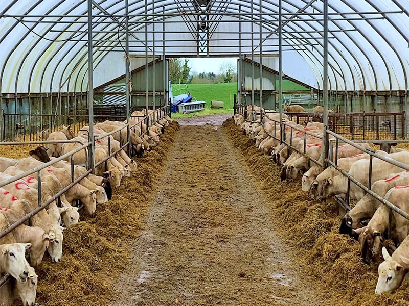 Günstiger Viehstall aus leichtem Stahl für die Rinder- und Ziegenzucht